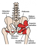 250px-Posterior_Hip_Muscles_1.PNG.png