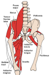 200px-Anterior_Hip_Muscles_2.PNG.png