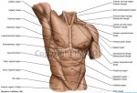 anatomy-of-the-torso-human-anatomy-anatomy-of-the-torso-organs-female-male-anatomy-of-ideas.jpg